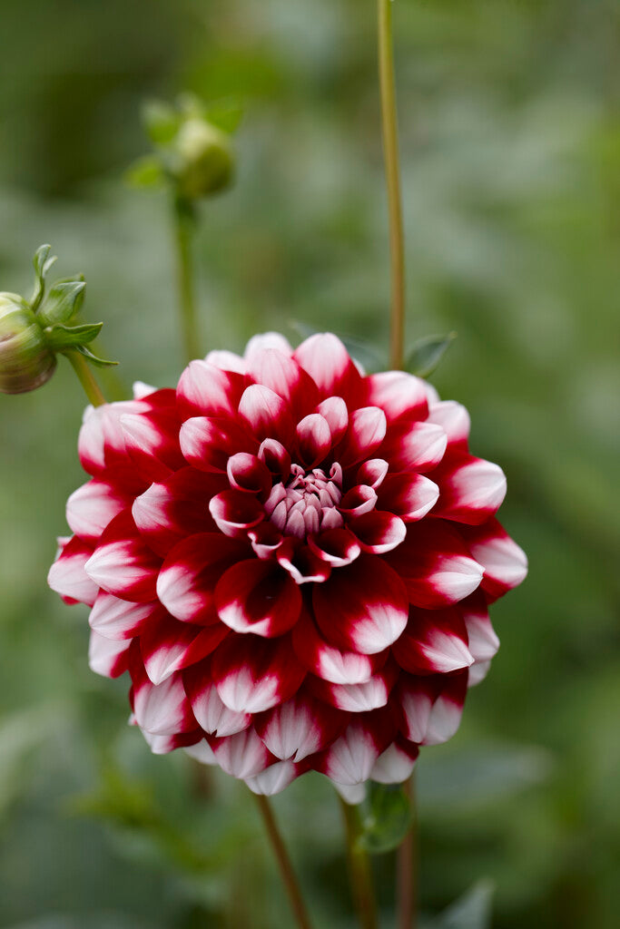 Dahlia Decorative Checkers 1-pack